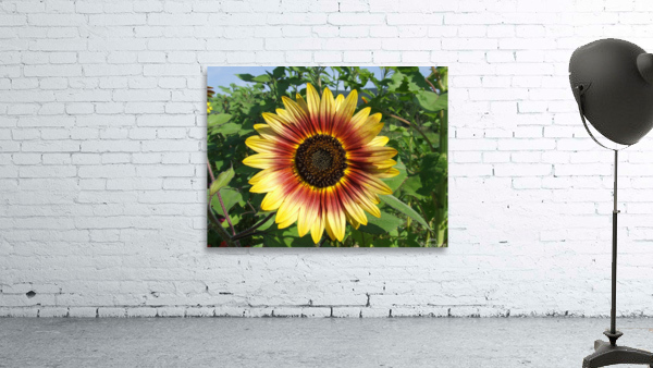 Gradient Sunflower  Wall Preview