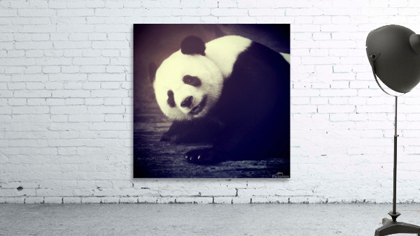 Giant Panda Relaxing  Wall Preview