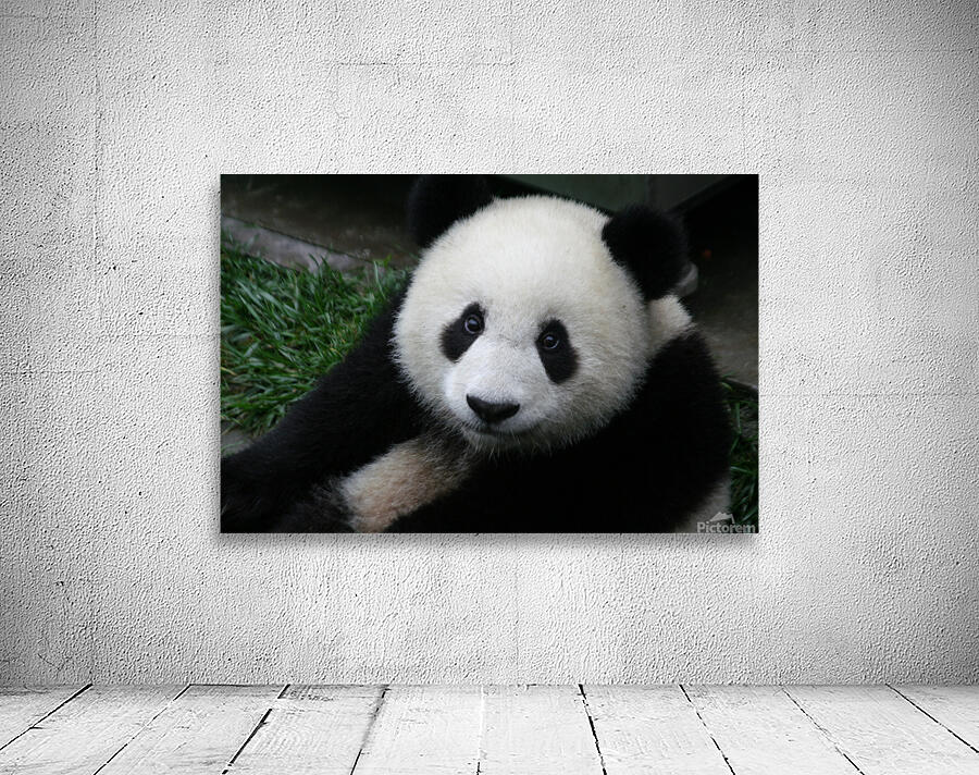 Giant Panda Smiles  Wall Preview