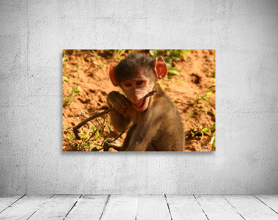 Curious Baby Monkey  Wall Preview