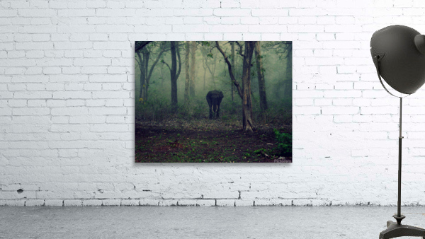 Young Forest Elephant  Wall Preview