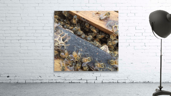 Bee Hive By Phil  Wall Preview