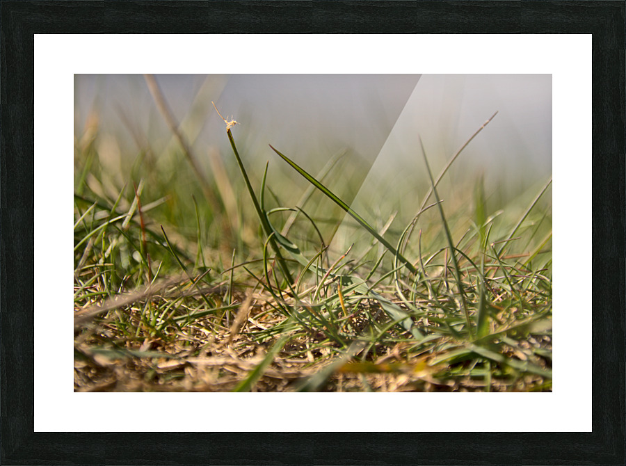 Message in the Grass Picture Frame print