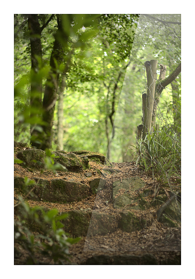 Steps to the wild Picture Frame print