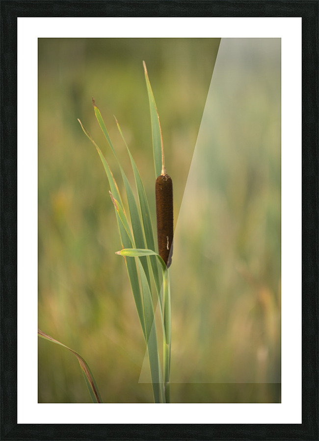 Corn Dog   Picture Frame print