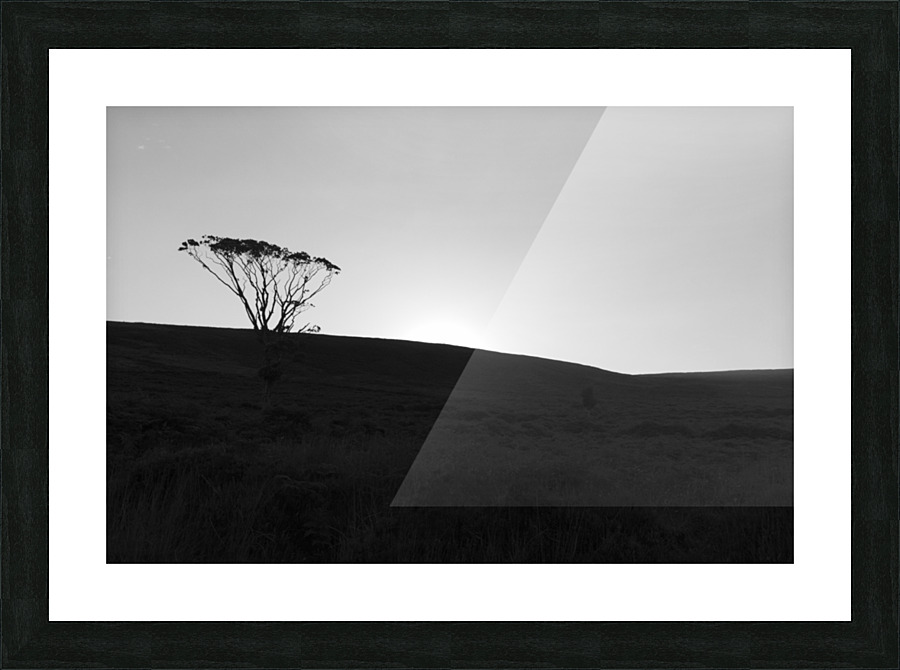 Tree Silhouetting Picture Frame print