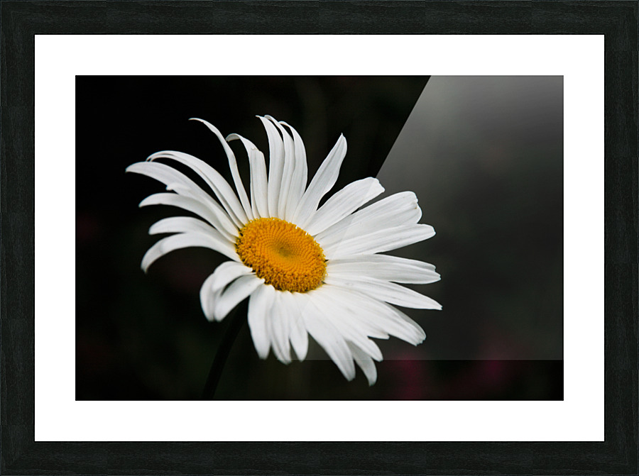 A Flower Picture Frame print