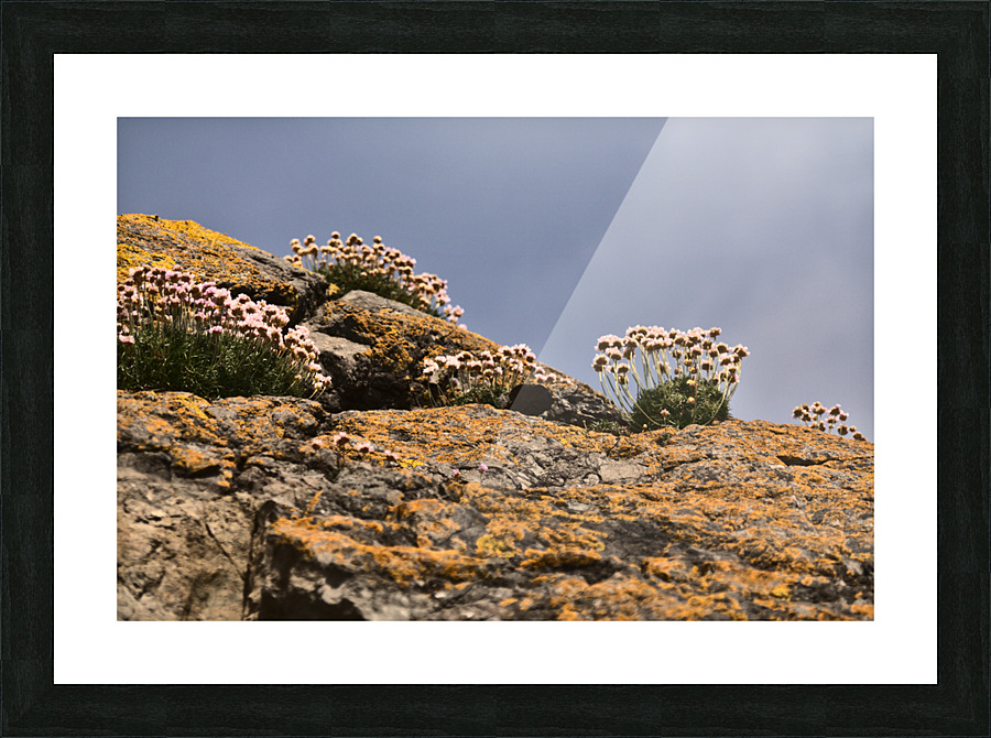 Rock Flowers Picture Frame print