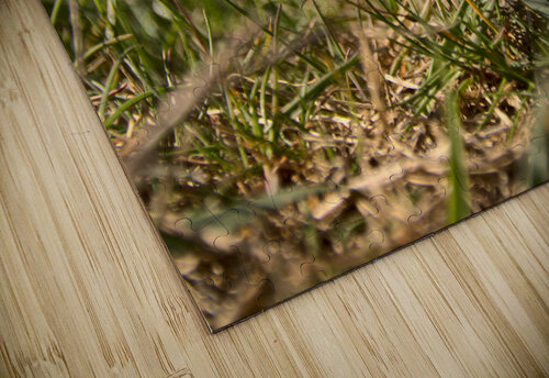 Message in the Grass Jim Fitzpatrick puzzle