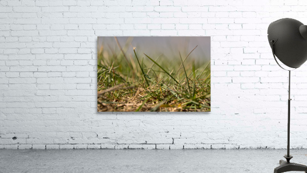 Message in the Grass Wall Preview