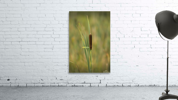 Corn Dog   Wall Preview