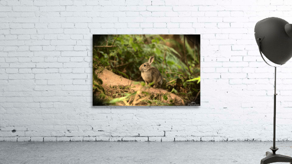 Wild Irish Rabbit Wall Preview