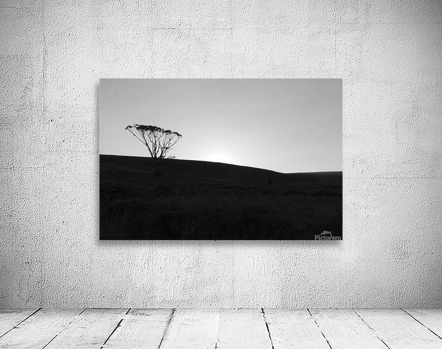 Tree Silhouetting Wall Preview