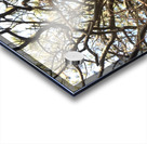 Gnarly Tree Acrylic print