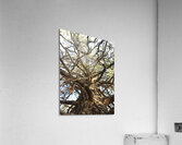 Gnarly Tree Acrylic Print