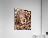 Cone Crown Acrylic Print