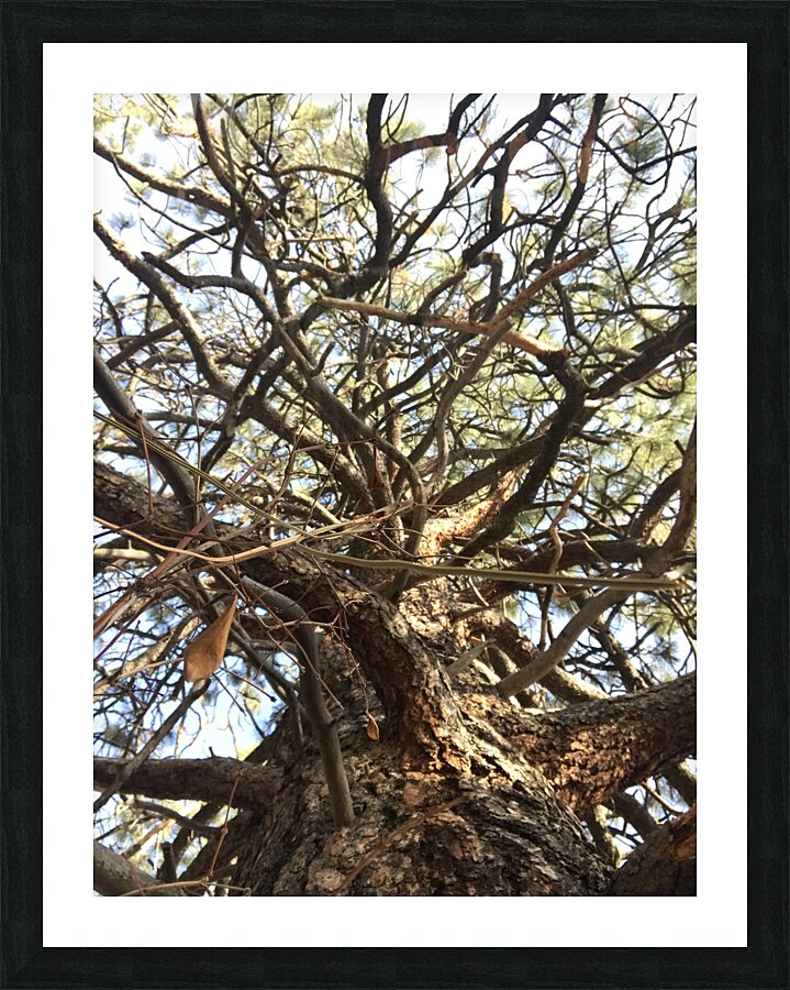 Gnarly Tree Picture Frame print