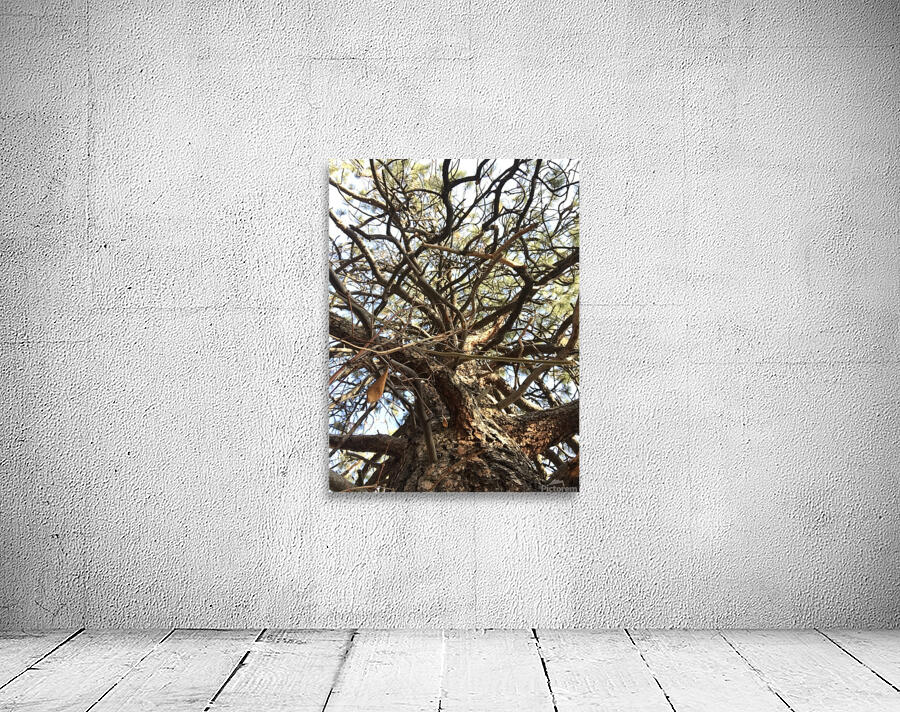 Gnarly Tree Wall Preview