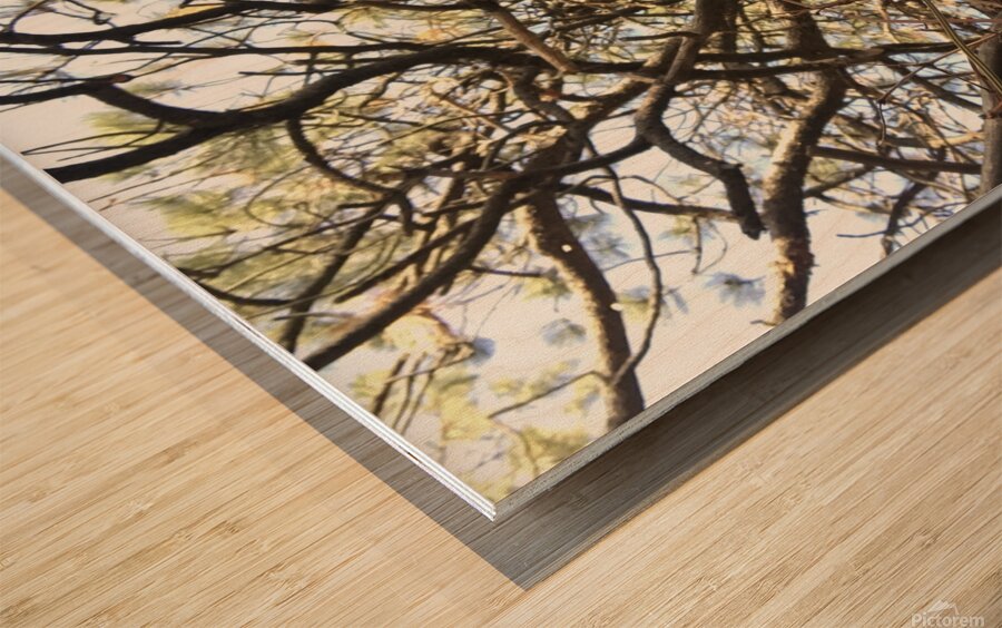 Gnarly Tree Wood print