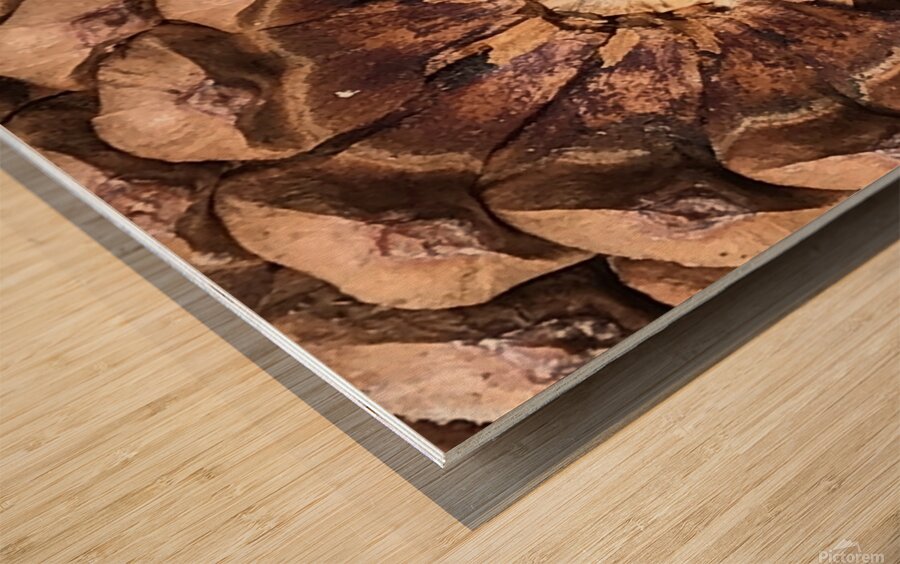 Cone Crown Wood print