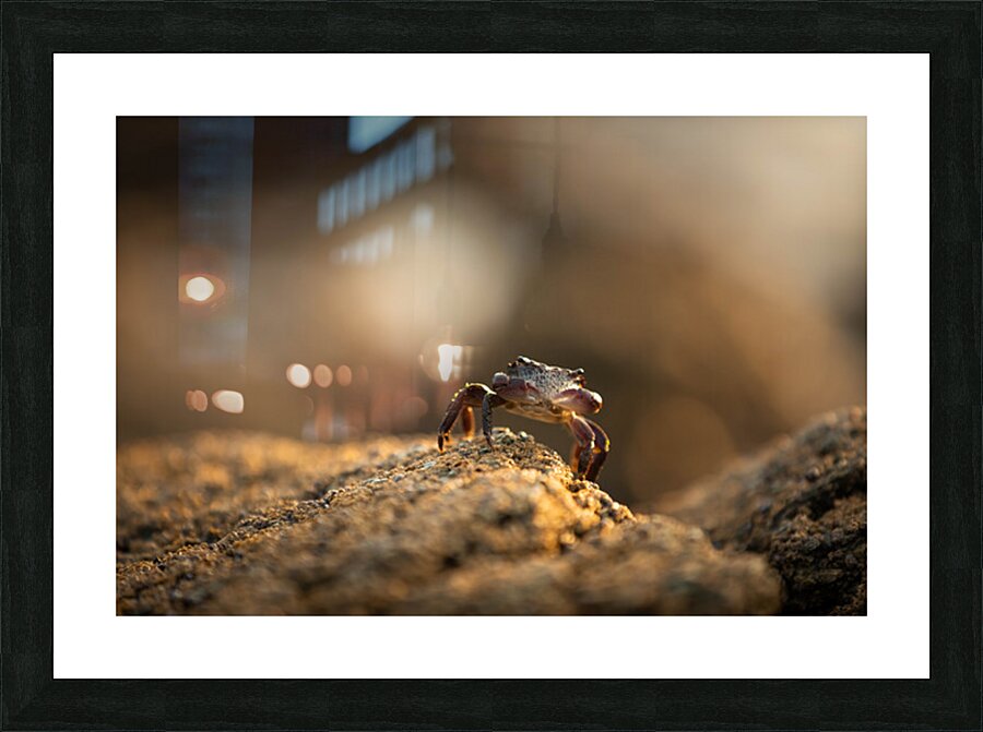 Crab Picture Frame print