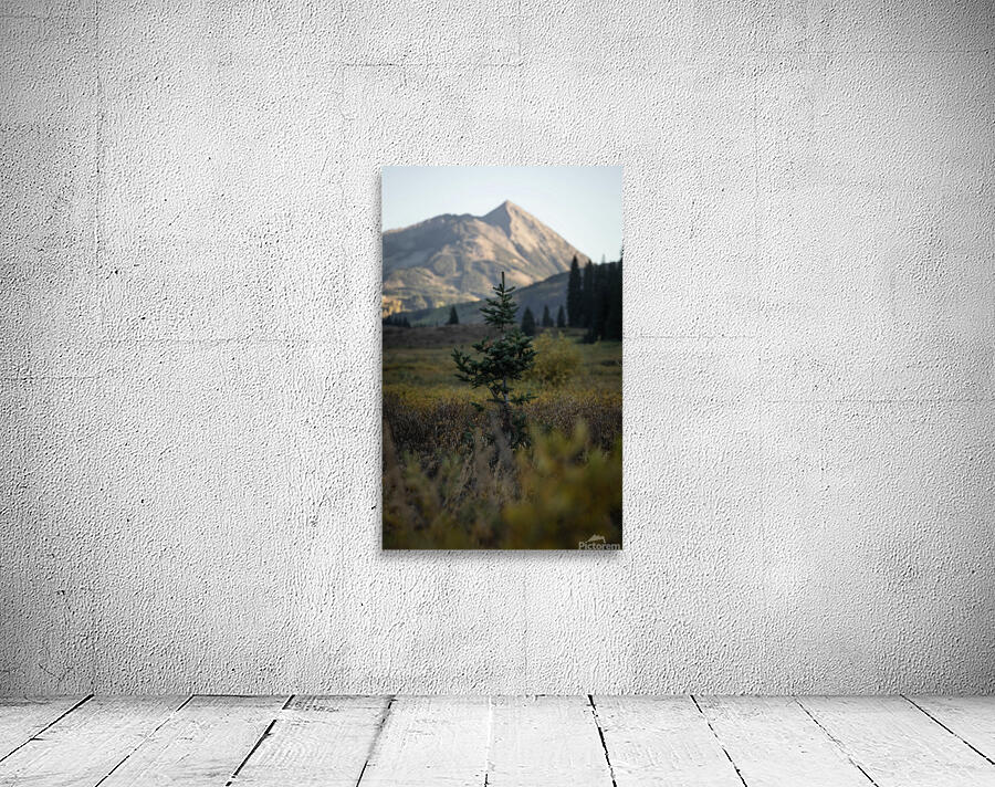 In The Brush Wall Preview