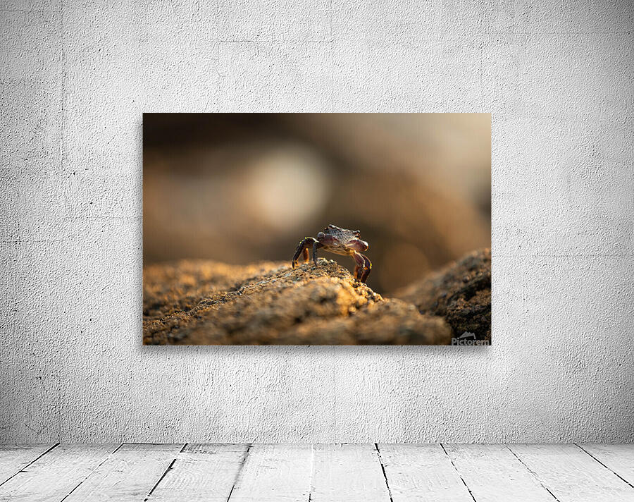 Crab Wall Preview