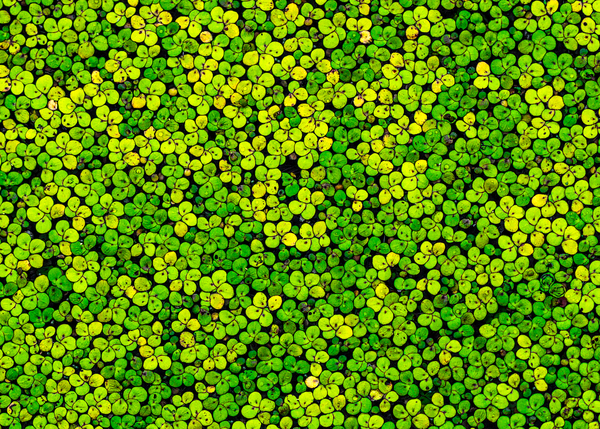 Duckweed Téléchargement Numérique