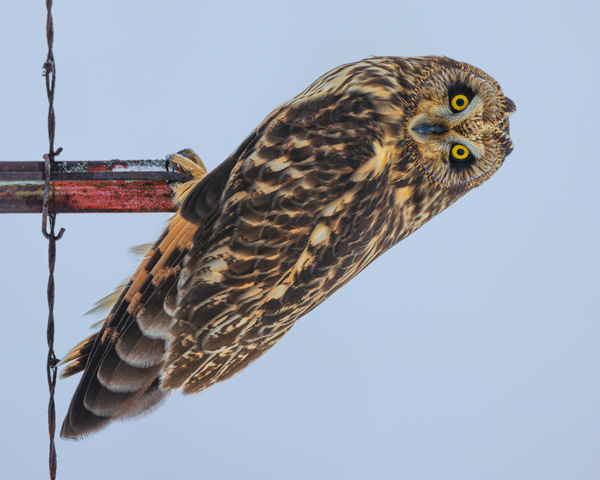 Short-eared owl  Digital Download