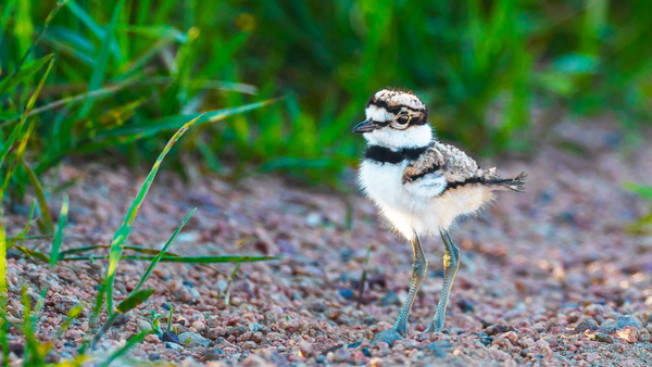 Killdeer Chick  1 Digital Download