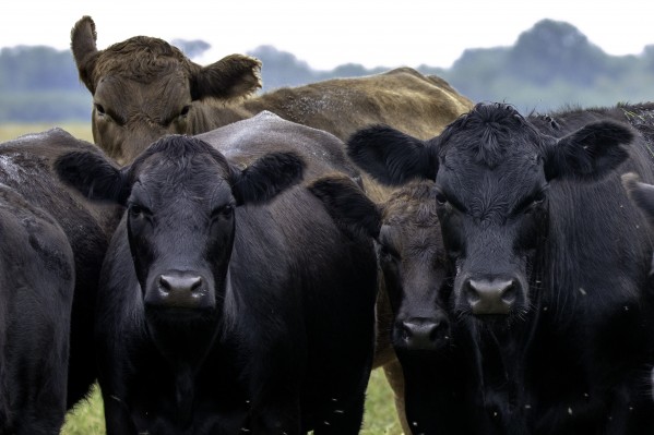 Beef Téléchargement Numérique