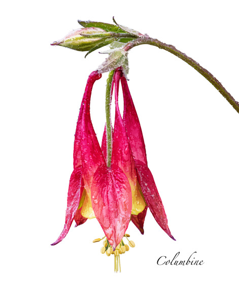 Columbine Digital Download