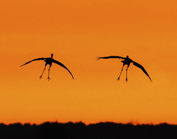 Cranes falling with Style Digital Download