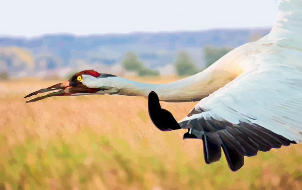 Whooping Crane Digital Download