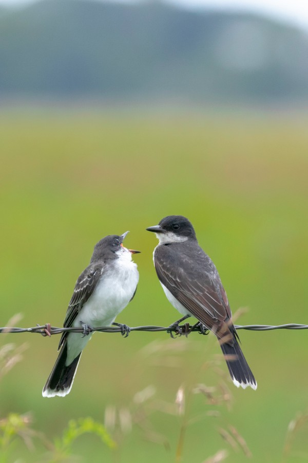 Feeding time: Eastern Kingbird Digital Download