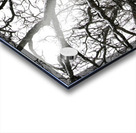 snowy tree Acrylic print