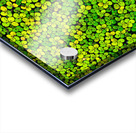 Duckweed Impression Acrylique