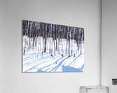 Birch Shadows on Snow Acrylic Print