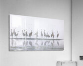 Cranes Looking Up Acrylic Print
