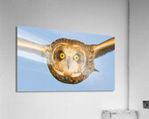 Short-eared Owl Face to Face Acrylic Print