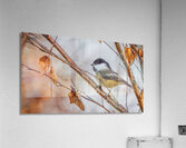 Chickadee in River Birch Acrylic Print