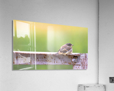 Fledgling Eastern Phoebe Acrylic Print