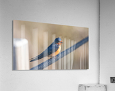 Barn Swallow on Rope Acrylic Print