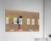 Brewers Blackbird on Post Acrylic Print