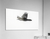 Common Raven Acrylic Print