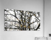 snowy tree Acrylic Print