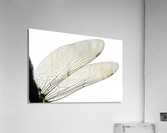 Dragonfly Wing Acrylic Print