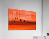 Sandhill Cranes at Sunset Acrylic Print