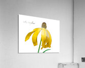 Yellow Coneflower Acrylic Print
