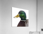 Mallard Drake  Acrylic Print